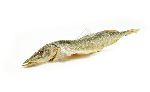 蟑鱼海鲜野生动物盐渍蟑螂尾巴白色背景图片