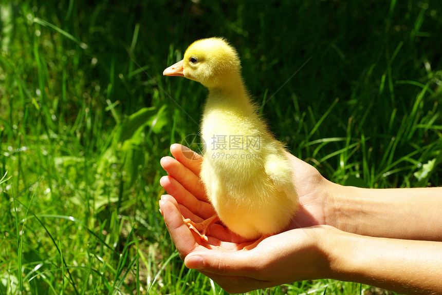 地精甘德小鹅情怀婴儿植物群情绪植物图片