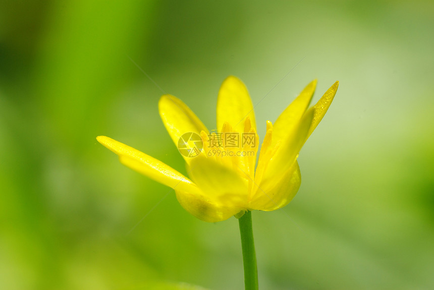 花药品花瓣植物群环境生长场地美丽辉光植物香味图片