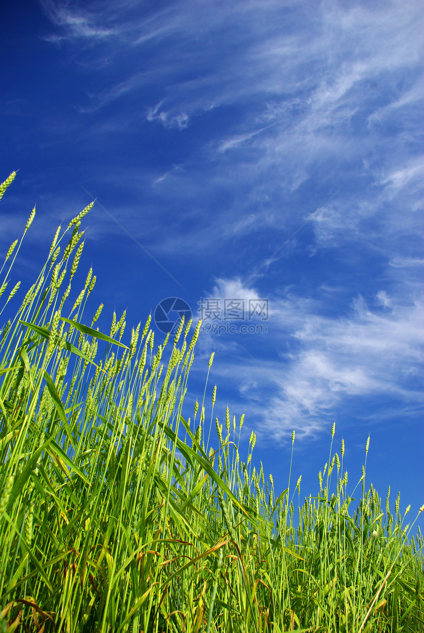 小麦田绿色天空场地粮食生长植物农民面包玉米种子图片