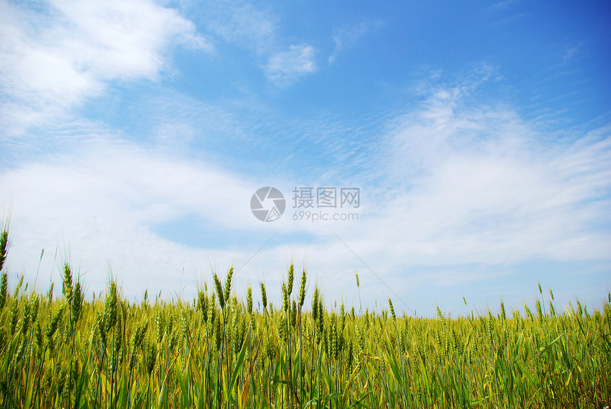 小麦植物收成种子场地面包绿色稻草黄色玉米粮食图片