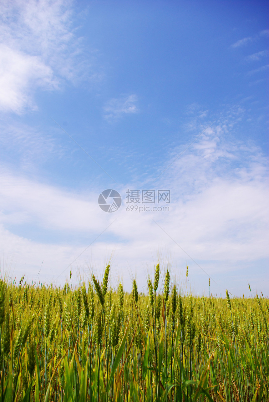 字段农民收成天空面包稻草蓝色黄色种子尖刺小麦图片