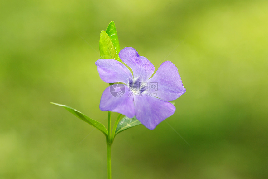 花森林毛茛公园阴影植物蓝色花瓣植物群花园宏观图片