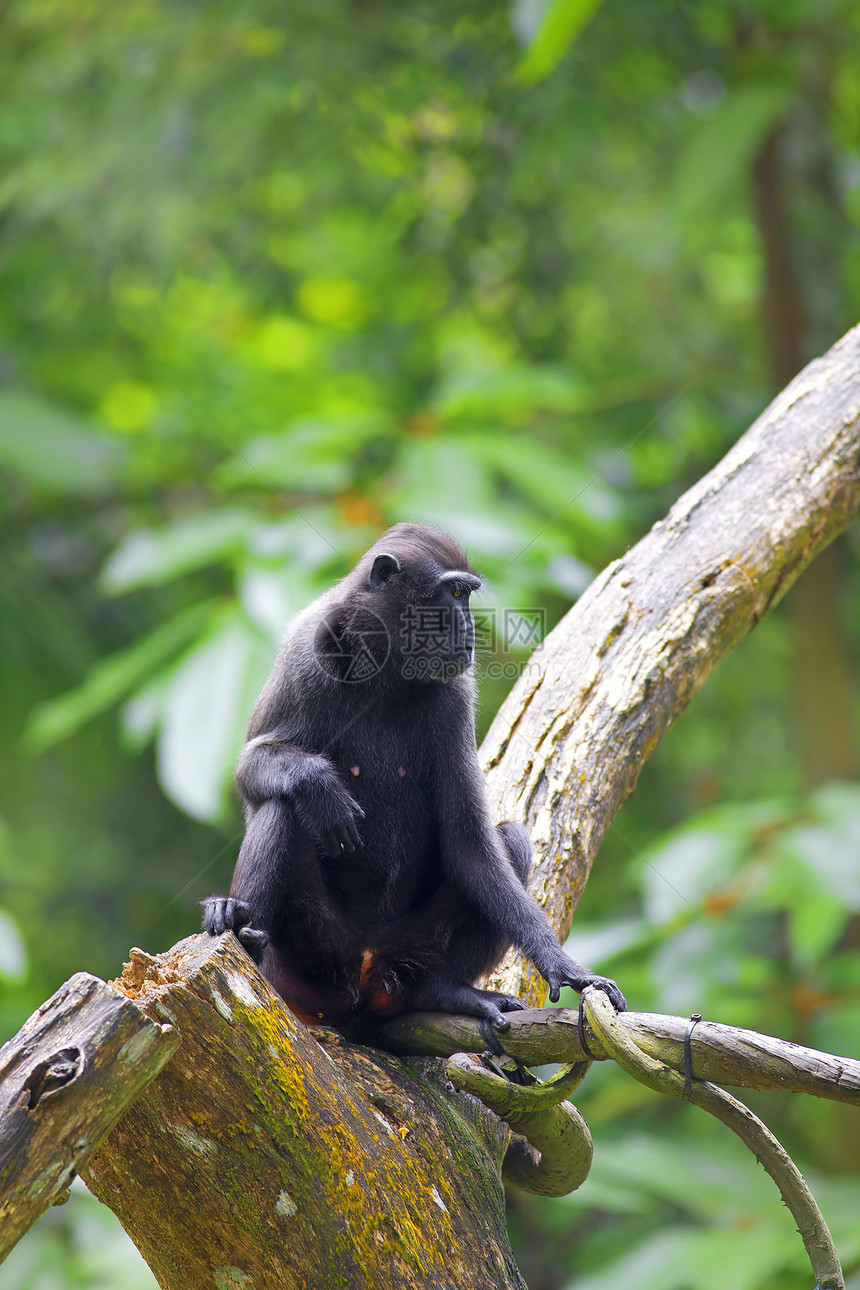 骨灰黑色麦卡克明星绿色凤头生物灵长类濒危猿猴动物卷尾猕猴图片