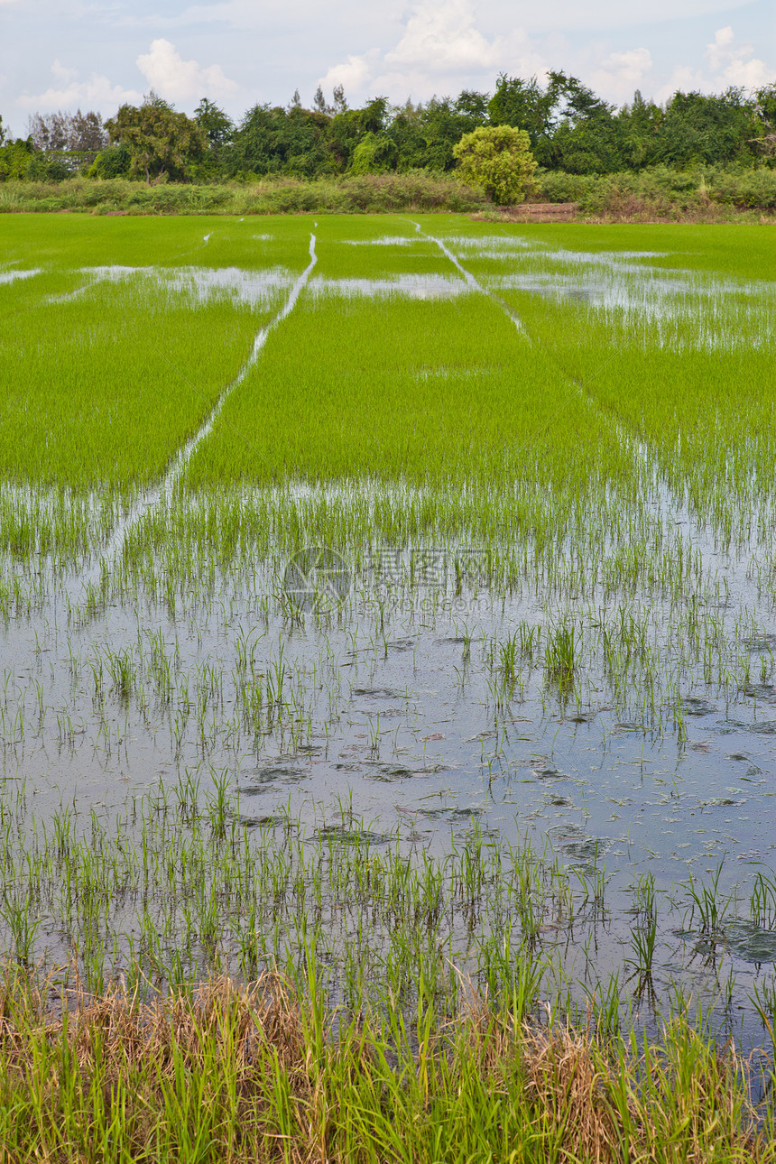 泰国的稻米田植物食物耳朵粮食谷物叶子农田主食生长稻田图片