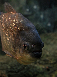 食人鲳食人动物捕食者动物学危险食人鱼动物群动物园水族馆背景