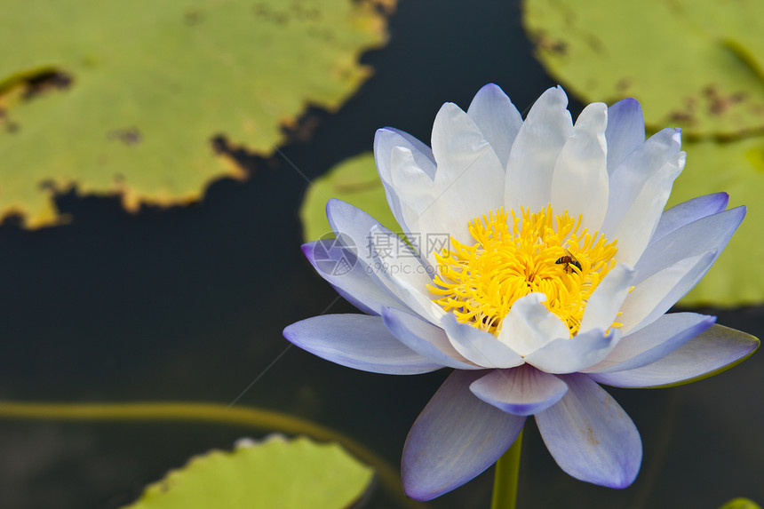 美丽的花朵白莲 黄花粉上有蜜蜂图片