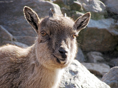 高加索山羊哺乳动物自然高清图片