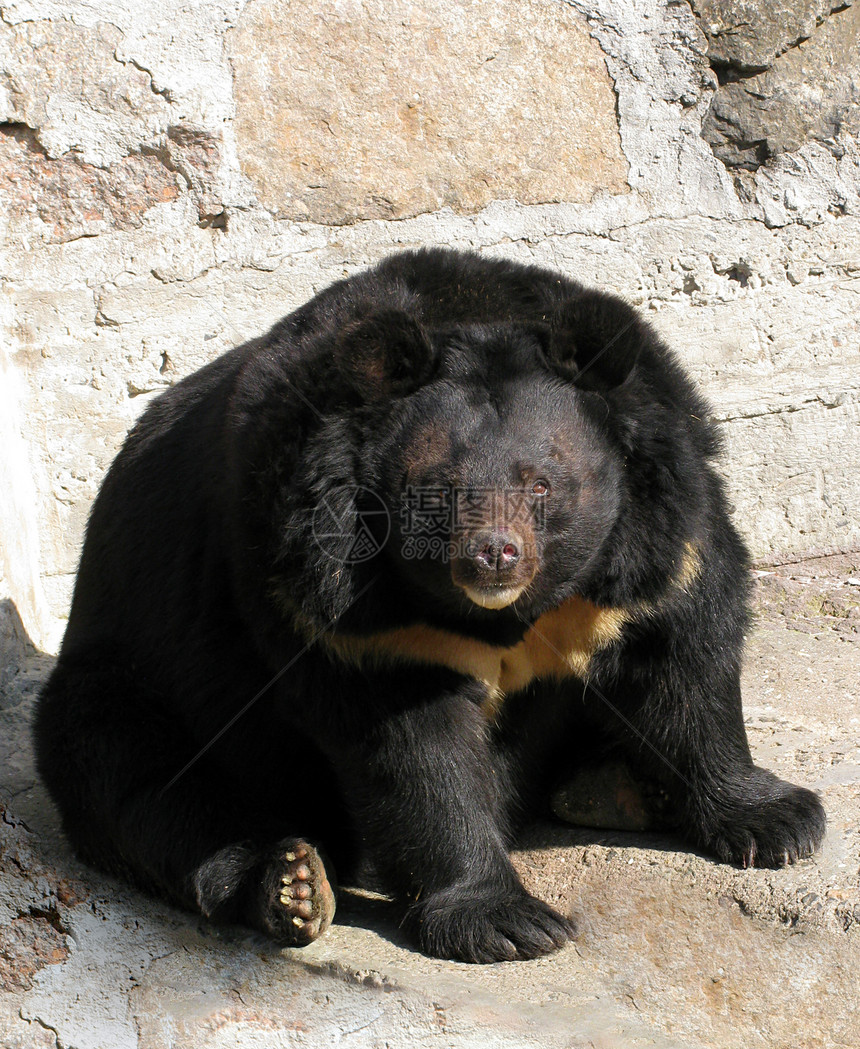 熊哺乳动物荒野岩石动物灰色动物园野生动物石头动物群图片