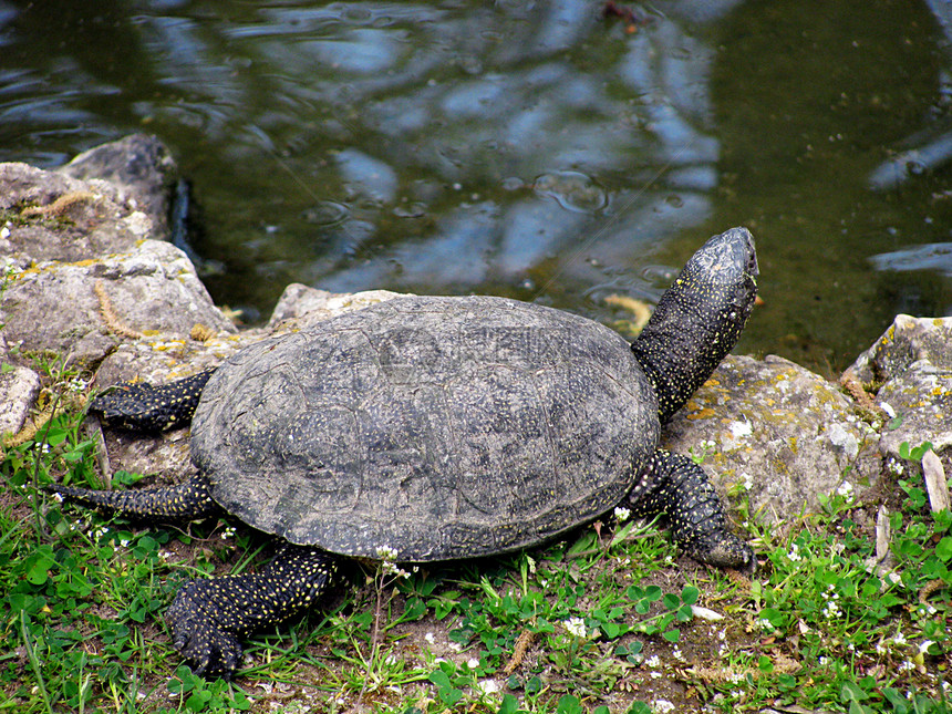 小小海龟动物乌龟池塘动物群动物园爬虫图片