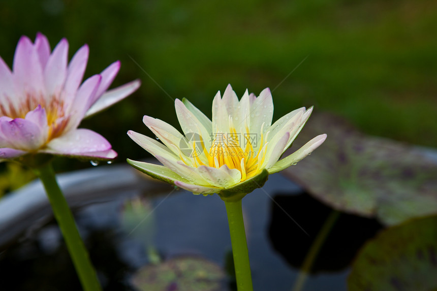 美丽的莲花在池塘中植物学绿色叶子宏观植物群花粉黄色紫色粉色花园图片