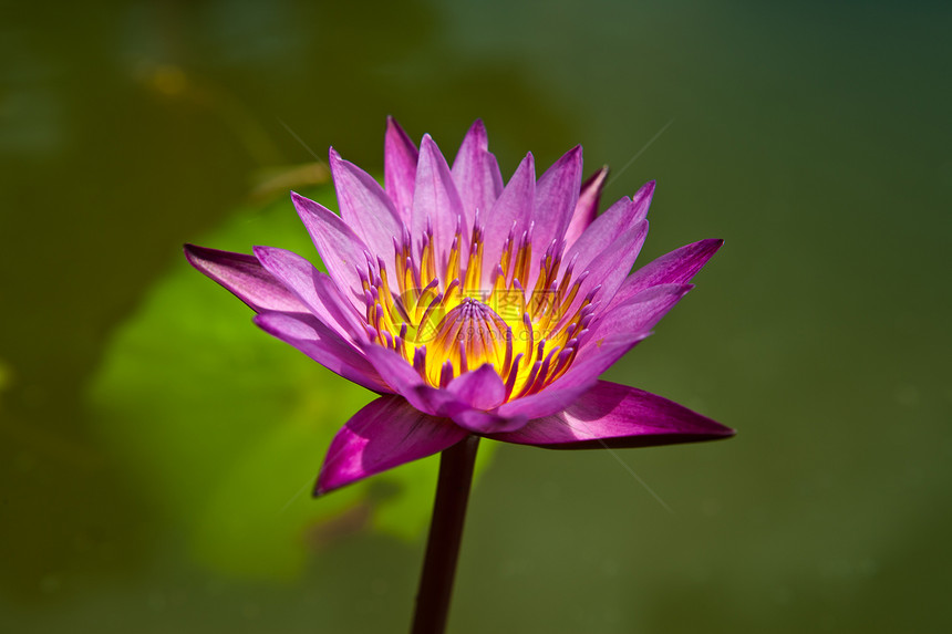 美丽的花朵紫莲 黄花粉植物学植物群绿色花粉紫色黄色叶子花园池塘宏观图片