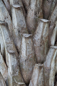 棕榈树树树皮背景照片高清图片