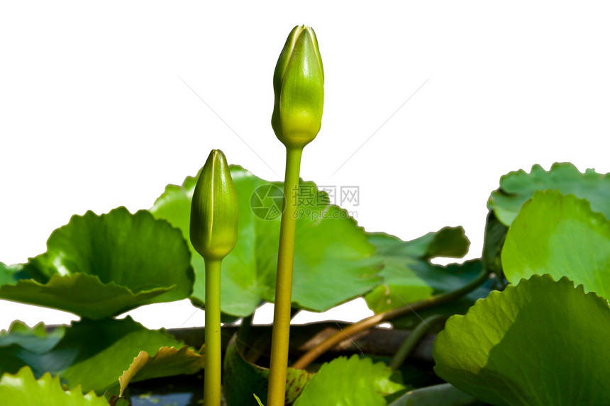 池塘里的两颗青莲花叶子宏观美丽植物群热带荒野植物学紫色环境冥想图片