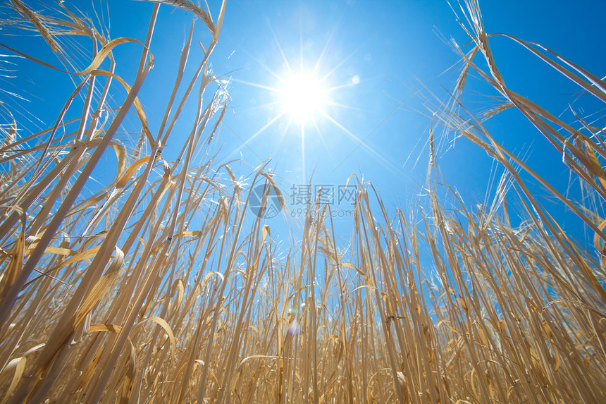 以小麦和太阳盟誓植物耳朵生产粮食谷物农村季节培育场地农场图片