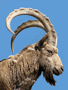 高加索山羊自然户外的高清图片
