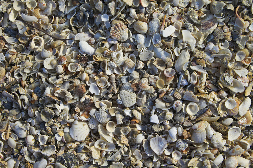 Shell 纹理海洋假期岩石框架环境白色蓝色贝壳生态海岸图片