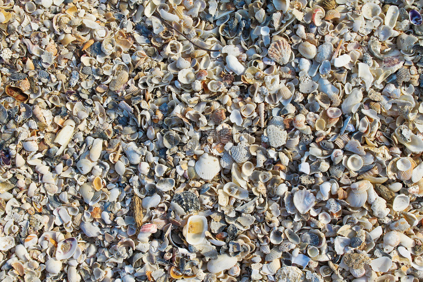Shell 纹理装饰品贝壳宏观生态环境蓝色温泉岩石框架海洋图片