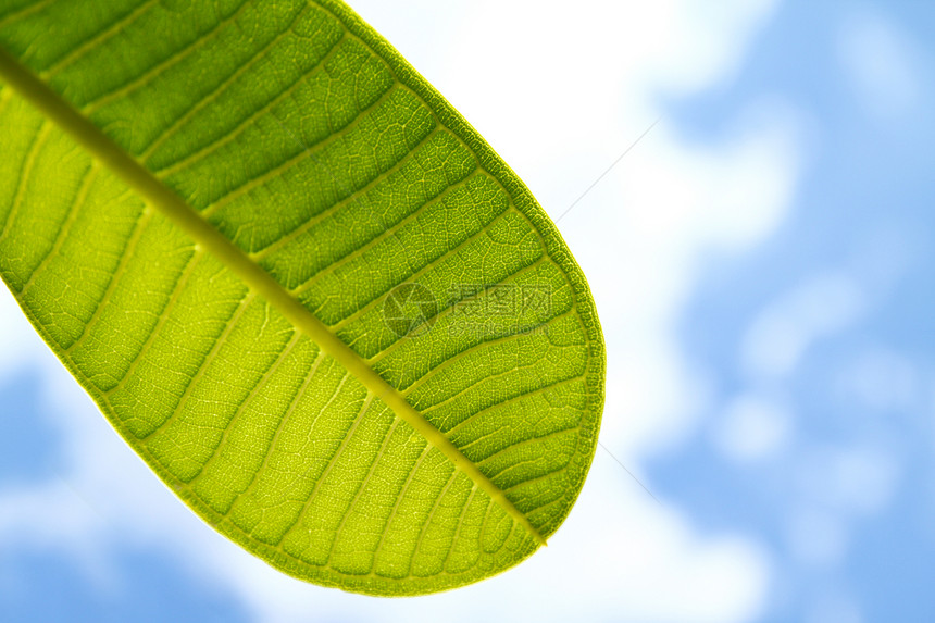 一片清蓝天空绿叶的一部分静脉叶子植物群生活美丽晴天宏观生长生态白色图片