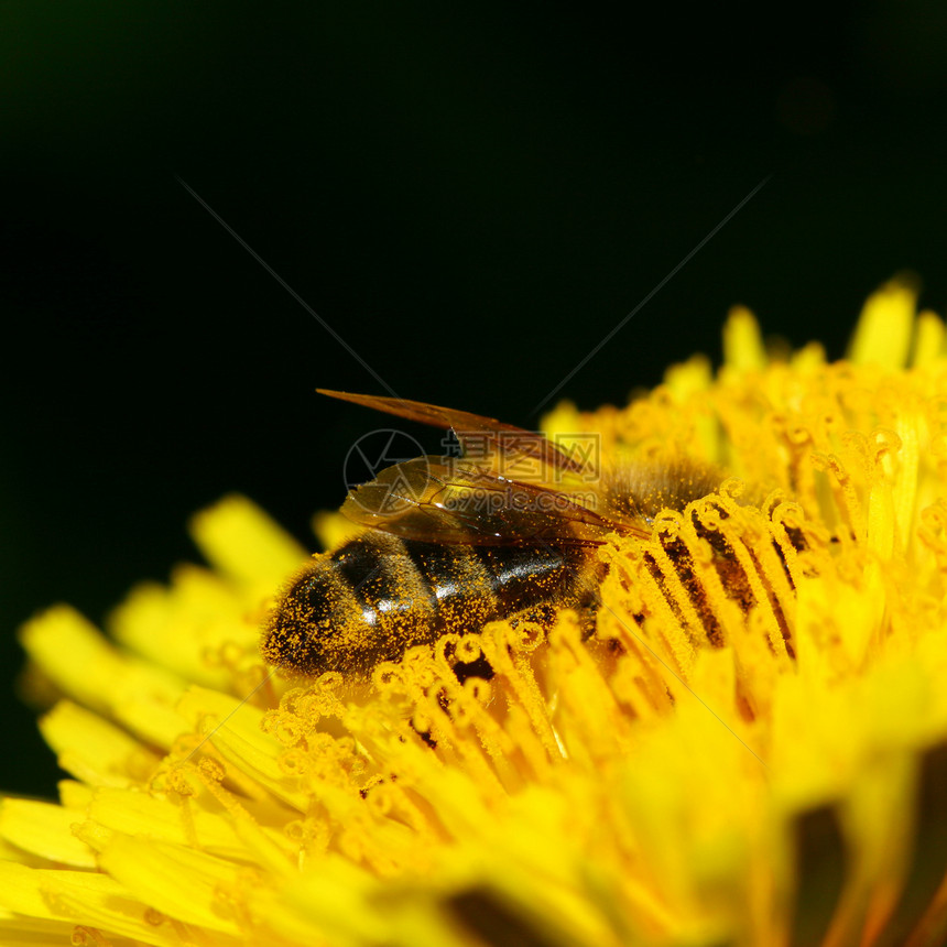 蜜蜂蜂蜜花瓣花蜜翅膀雄蕊昆虫学动物草地生态花粉图片