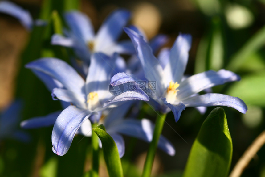 蓝春花毛茛绿色阴影植物群蓝色公园森林花瓣花园植被图片