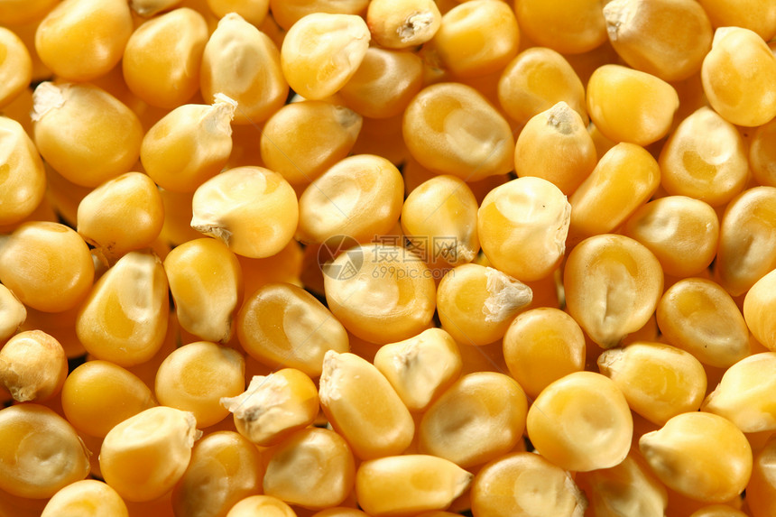 玉米种子生产黄色植物烹饪食物农场谷物宏观技术营养图片