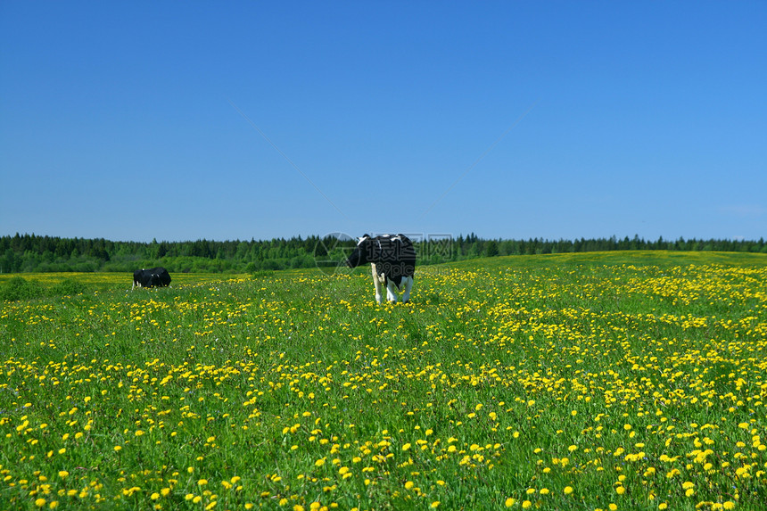 奶牛景观哺乳动物阳光风景村庄农场场地环境牧场蓝色草地图片