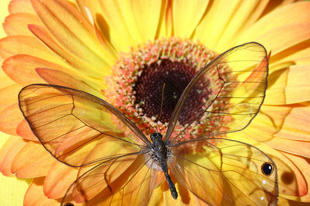 Gerbera上的蝴蝶粉色黑色宏观礼物雏菊背景图片