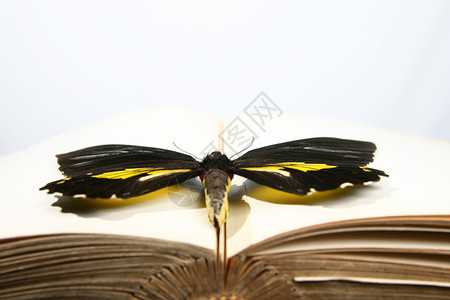书与蝴蝶素材书上的蝴蝶背景