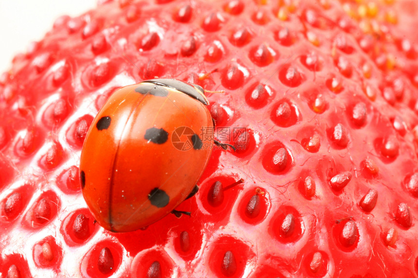 中温调制生物学天线漏洞热情昆虫美食杂货水果浆果甲虫图片