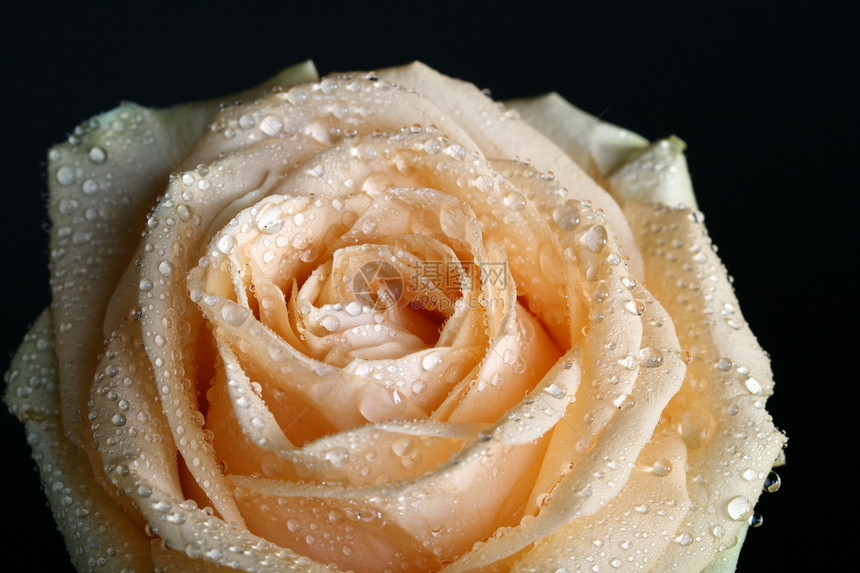 美丽的湿茶玫瑰图片