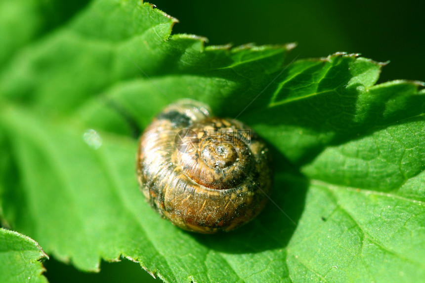 蜗牛滚动鼻涕虫生物学绿色植物季节动物群植物群螺旋熔丝白色图片