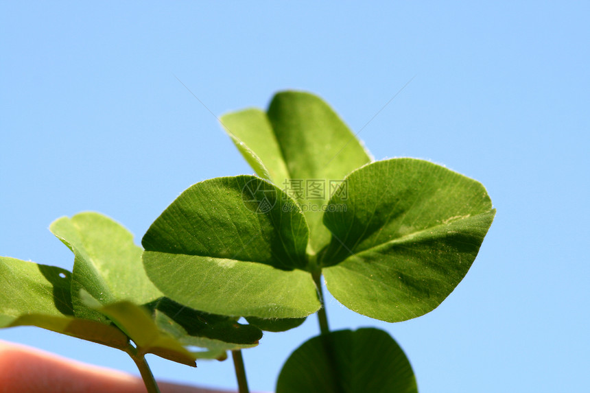 蓝色星云叶子三叶草天空自由运气植物财富绿色季节性图片