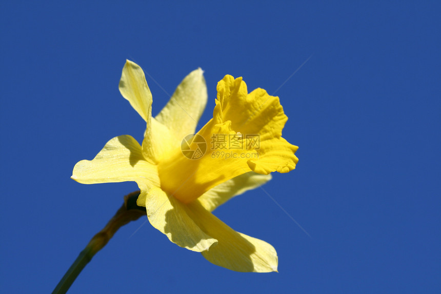 天空中的黄色花朵植物植物群种子花园花粉晴天花瓣蓝色园艺圆形图片