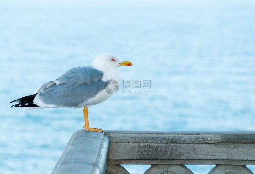 共同海鸥冲浪野生动物海鸟生活海洋天空蓝色墙纸灰色支撑图片