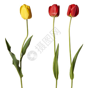 图利页背光宏观植物红色季节拍摄摄影绿色花瓣黄色高清图片