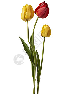 图利页红色花瓣黄色宏观植物影棚花头拍摄季节背光高清图片