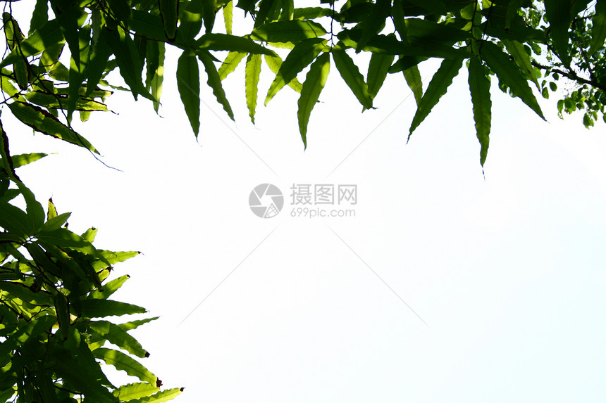 绿休假框架太阳文化树叶树林射线季节树木植物白色阳光图片