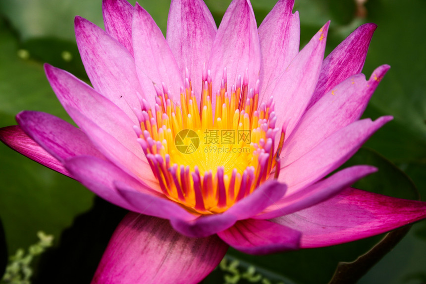 紫莲花闪光宏观季节植物花园冥想荒野百合环境池塘花瓣图片