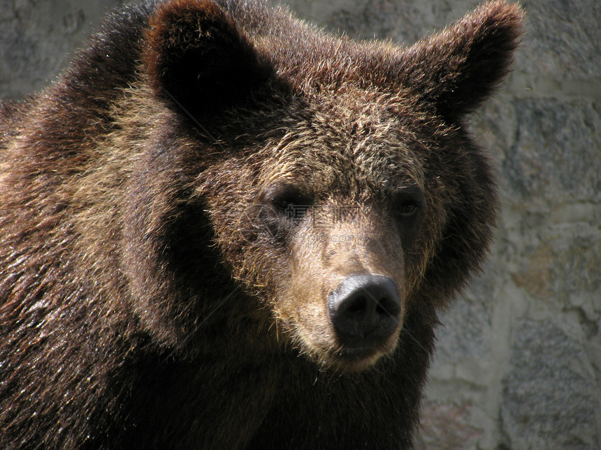 棕熊动物动物群石头动物园图片