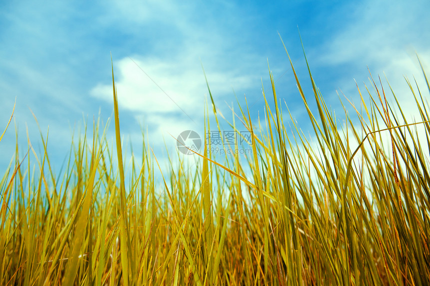 绿草和蓝天空牧场农村季节天空晴天蓝色植物天堂活力国家图片