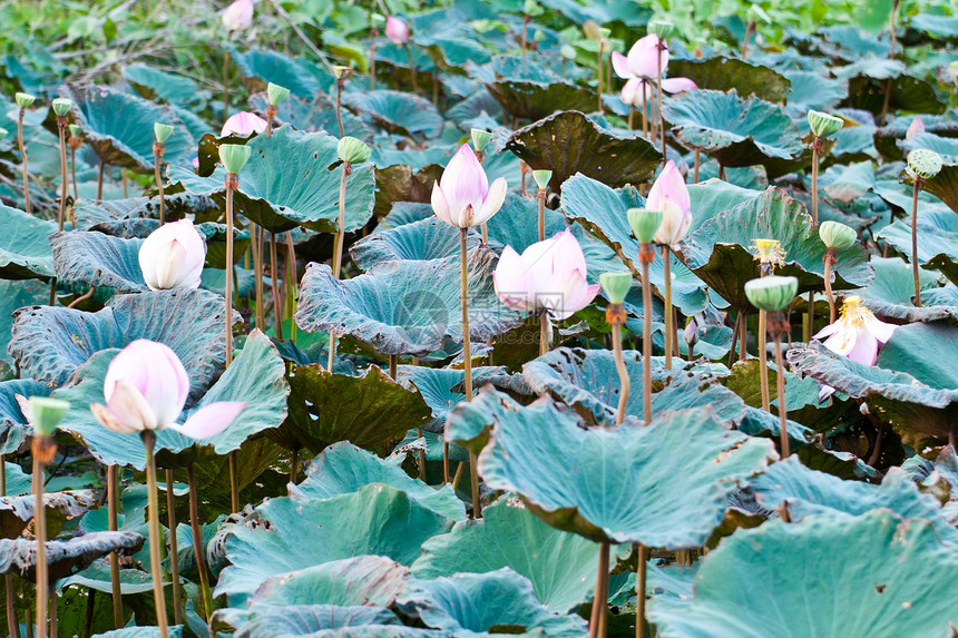 静静的后水湖风景宗教生态池塘公园热带花园蜜蜂花瓣睡莲环境图片