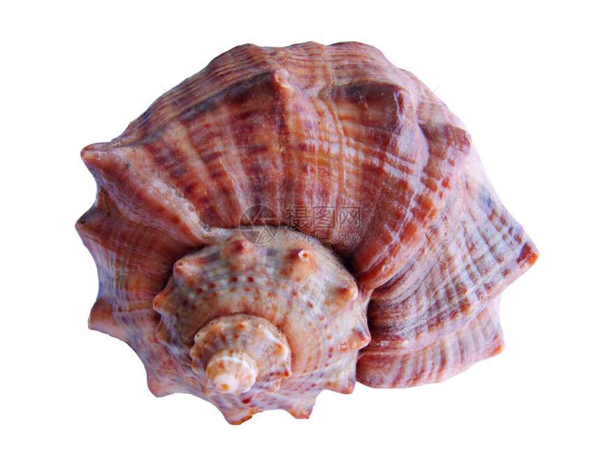 海贝壳海洋动物装饰品艺术风水海滨螺旋护符动物群图片