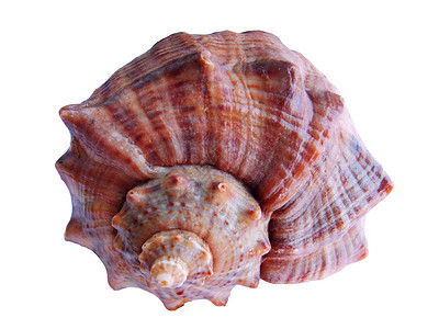 海贝壳海洋动物装饰品艺术风水海滨螺旋护符动物群背景图片