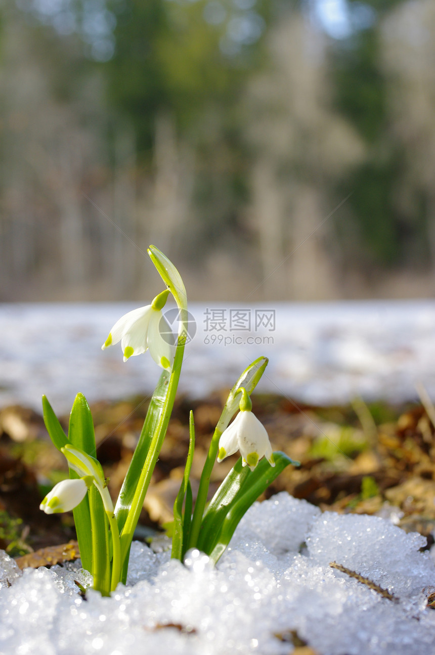 下雪滴植物群野花林地荒野孤独森林农村植物灯泡床单图片