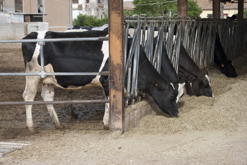 在谷仓里的牛男孩牛奶农业干草农场图片