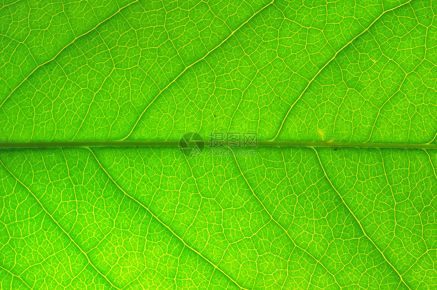 绿色叶子的极端巨型绿叶 有如树般的静脉玫瑰光合作用环境生长植物细胞活力图片