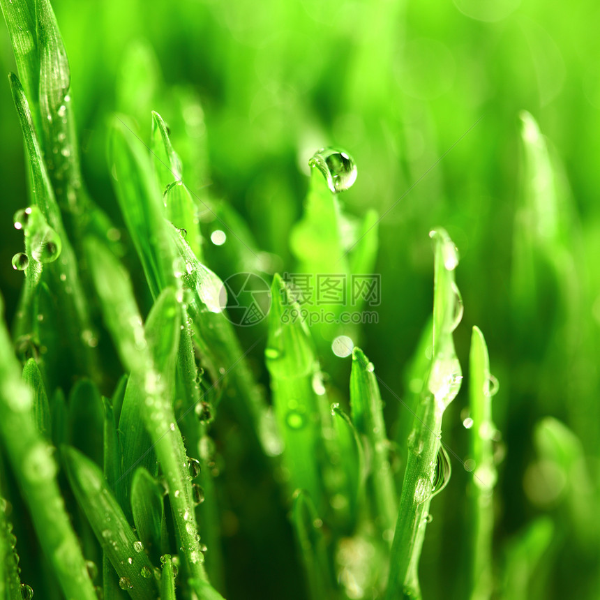树本背景雨滴水滴树叶草地植物液体宏观刀刃叶子草本植物图片
