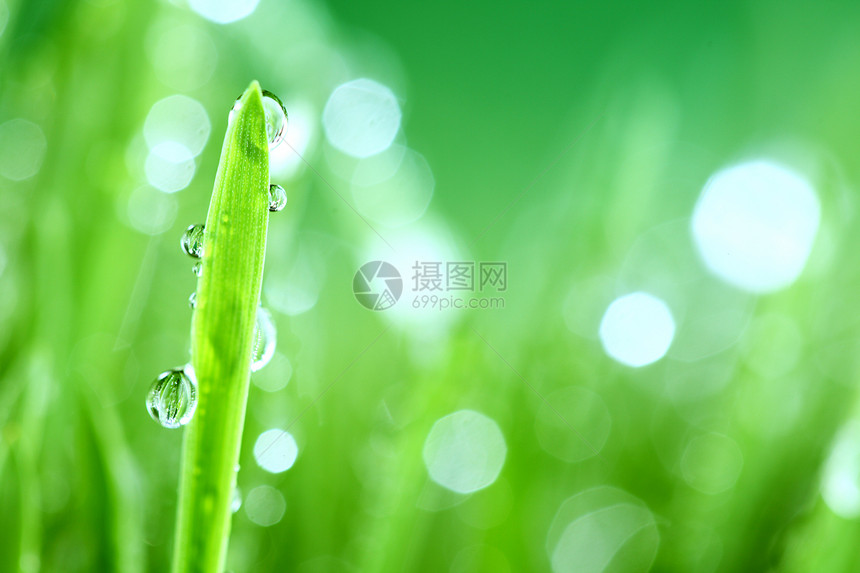 树本背景反射生长花园阳光气候雨滴草本植物植物水滴草地图片