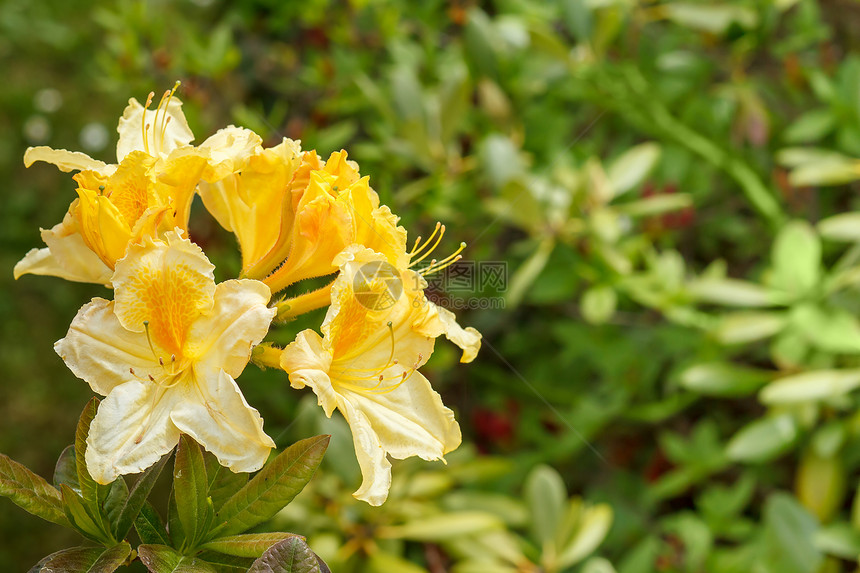 盛开的黄色花朵 满天花朵阳光季节雌蕊植物学园艺花园植物叶子公园花瓣图片